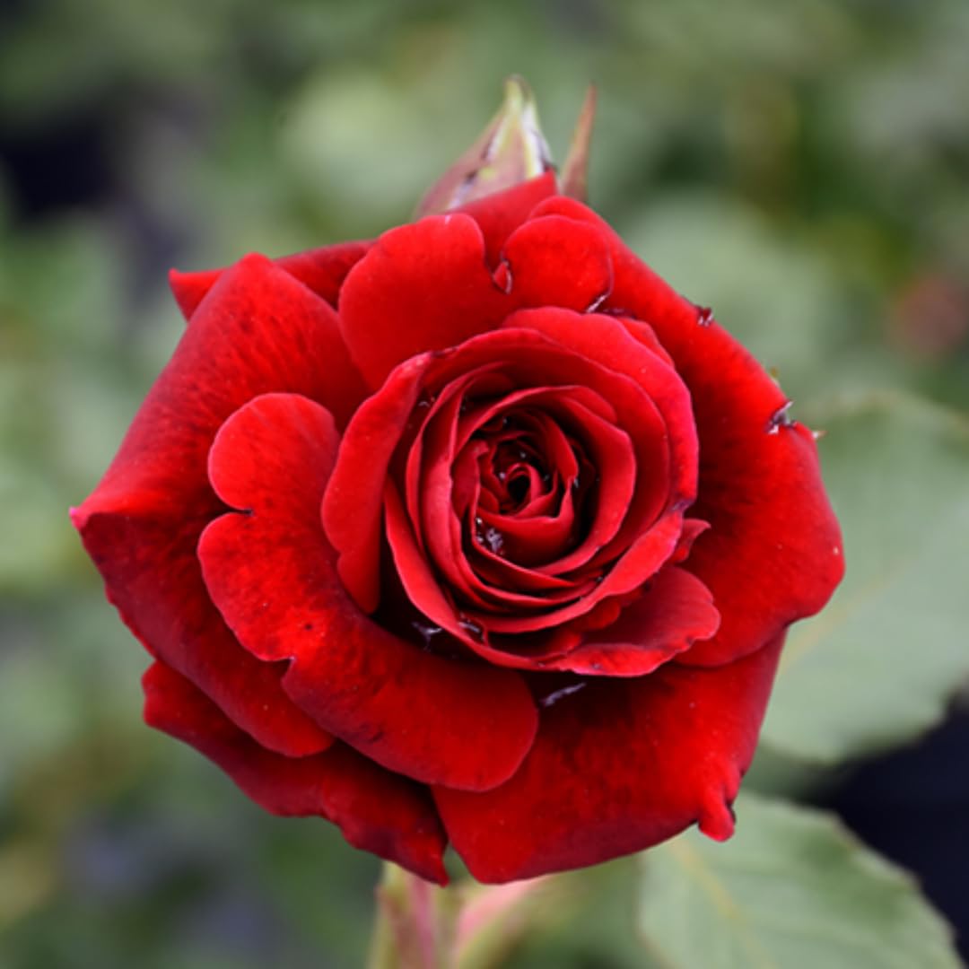 Sets 2 Red Don Juan Climbing Rose Plants Live, 4-8" in Tall, No Pot Red Rose Bushes, Spring Fragrant Flowering Roses for Trellises, Fences, Arbors