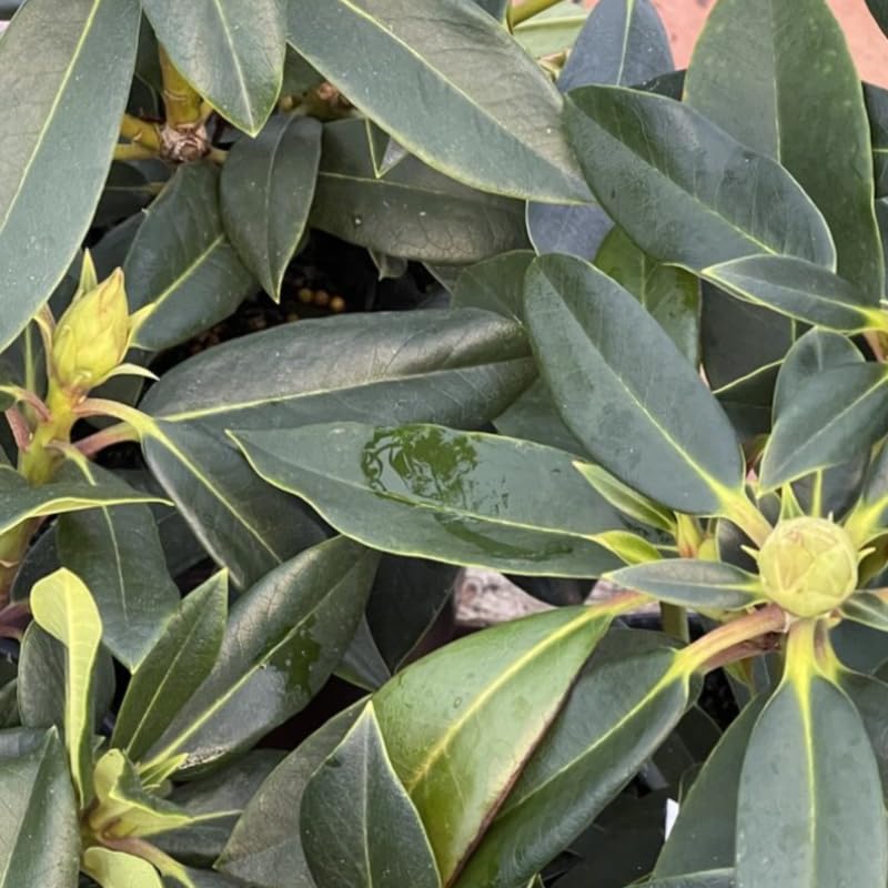 Pink Rhododendron Live Plant Shrubs for Outdoor Planting, Azalea Bushes Ready to Plant, Fragrant Rhododendron Plant Live