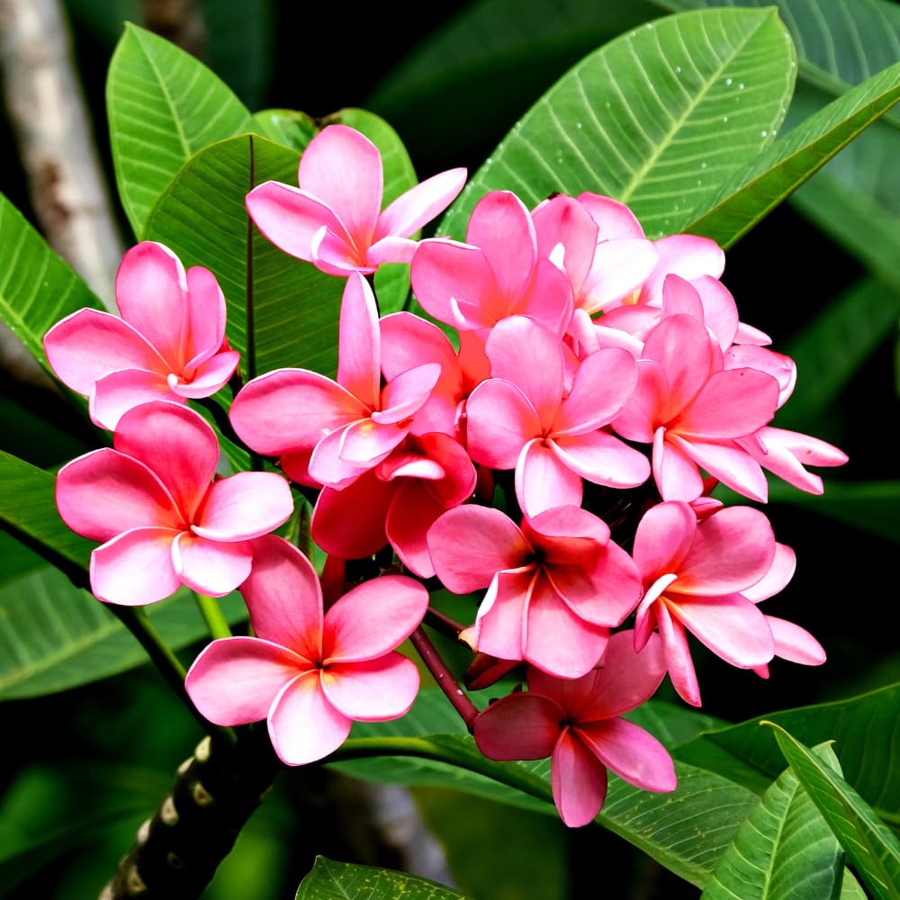 2 Pcs Hot Pink Plumeria Plant Cuttings, from 10 to 12 Inches Long, Fragrant Flowers for Long Lasting Bloom, Tropical Fragrant Tree