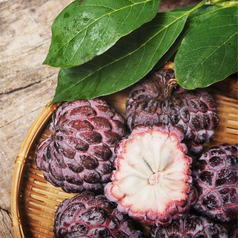 Sugar Apple Tree Live Plant for Planting, 2 to 3 Feet Long, Red Sugar Apple Fruit Plant Live, 3 Gallon Potted, No Ship to CA