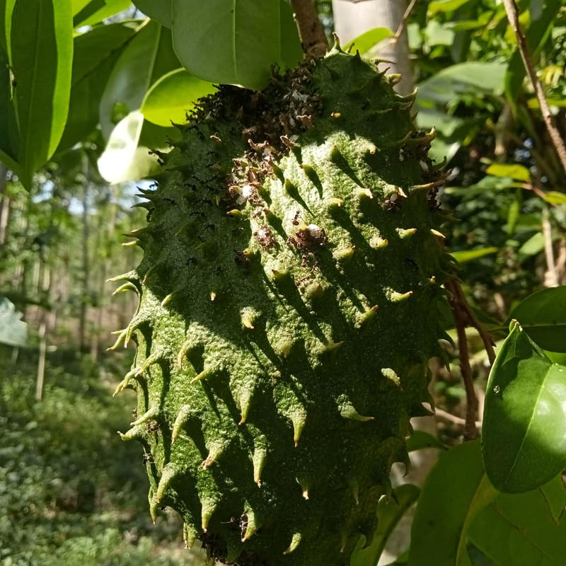 Guanabana Giant Soursop Tree Live Plant, Sweet Soursop Fruit Tree in 1 Gallon Pot for Planting Outdoors, No Ship to CA