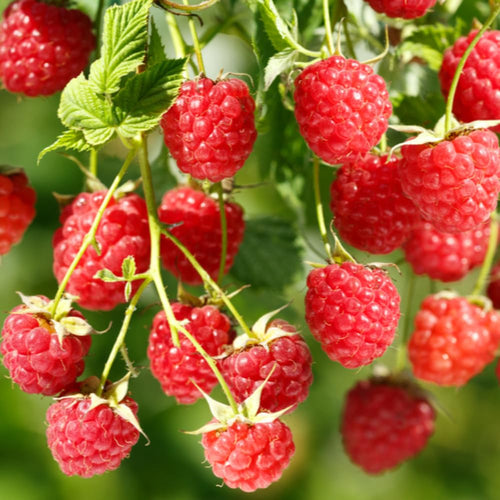 2-Pack Raspberry Plants Live, Raspberry Bushes Live Plants Well-Rooted, 5-9 Inch Tall, Raspberry Fruits (Red Raspberry)