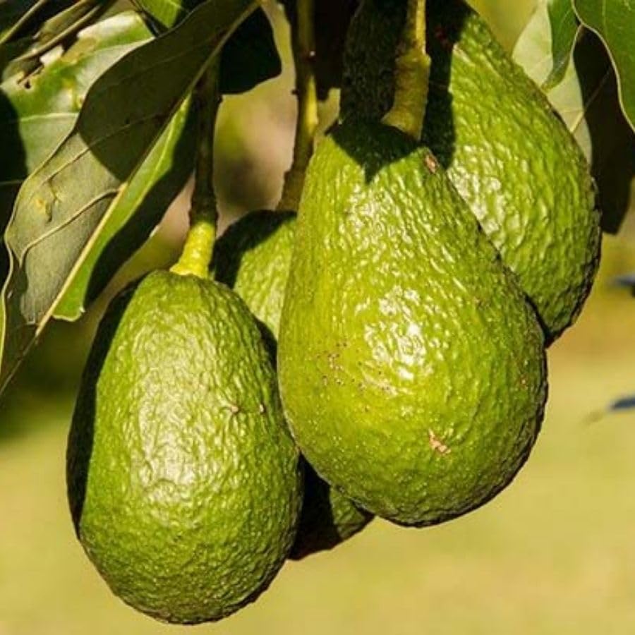 Live Grafted Avocado Fruit Tree 1.5-2.5 Feet Tall, Avocado Fast-Growing Fruit Tree Plant for Your Garden