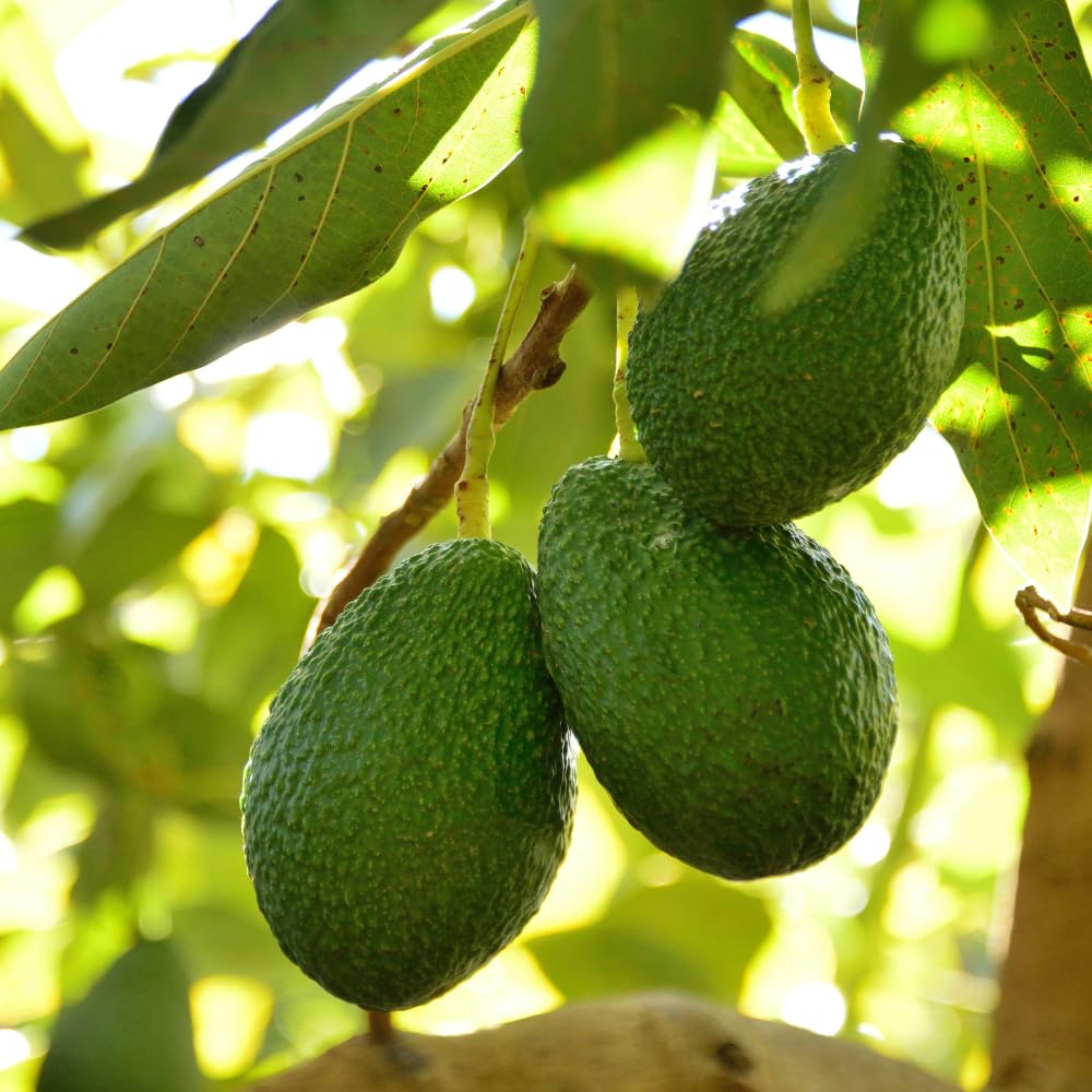 HASS Avocado Tree Live Plant, Avocado Live Plant, Tropical Fruit Tree, 1-2 Feet Tall in 3 Gallon Pot for Growing