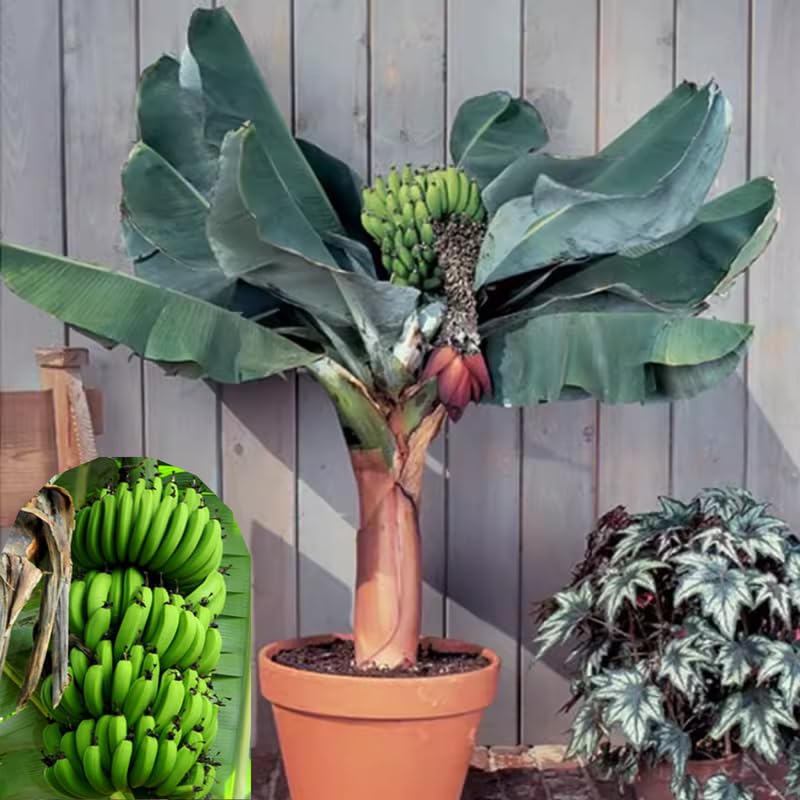 Grand Nain Banana Tree High Yield, Banana Live Plant Tropical Fruit, Easy to Plant Outdoor Banana Plants, 5-7 Inc Tall, Well-Rooted, No Pot, Winter Hardy