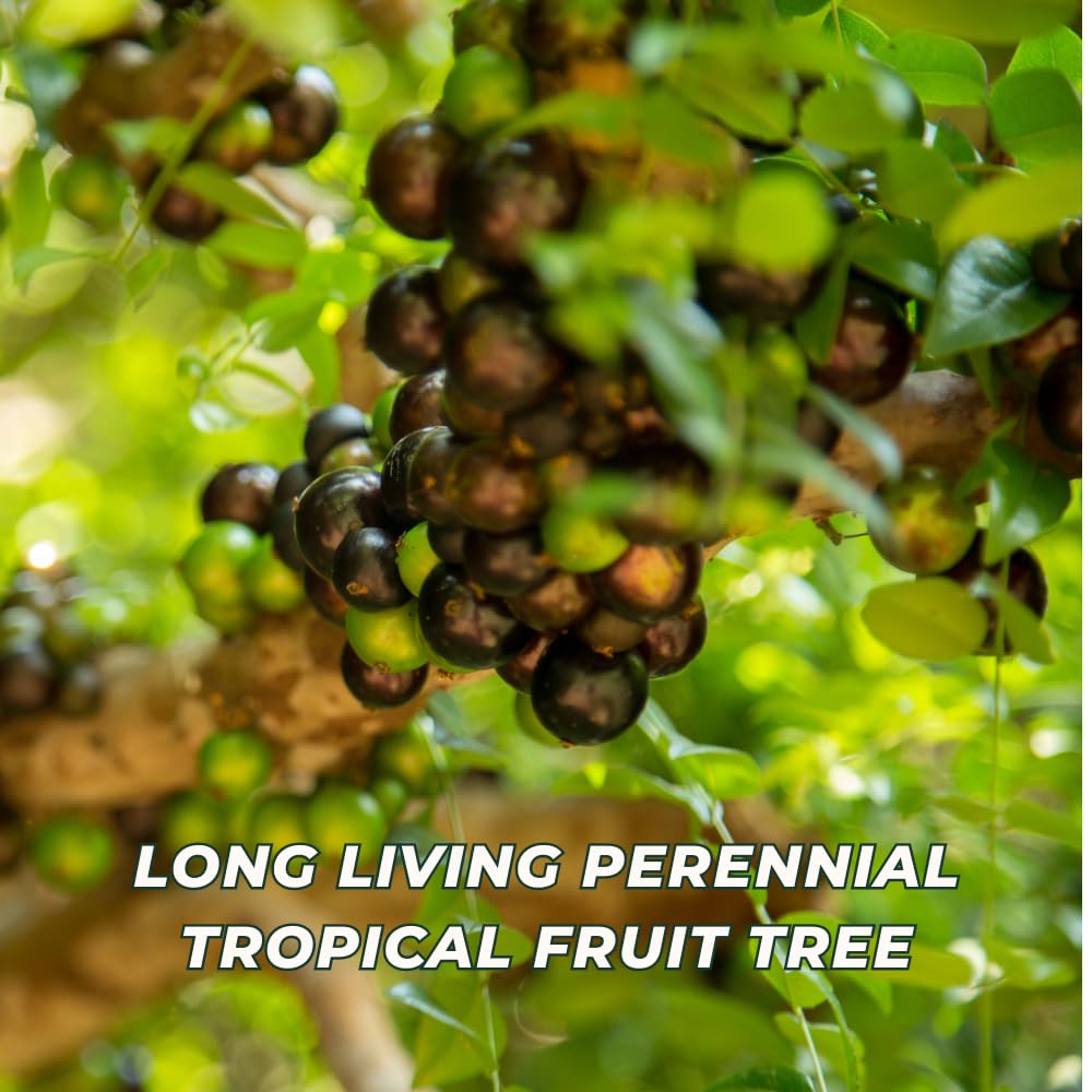 Jaboticaba Tree Live Plant, Jabuticaba Fruit Tree, 2-3 Feet Tall, Well Rooted, Black Grape Fruit Tree for Outdoor Planting, 3 Gallon Pot, No Ship to CA