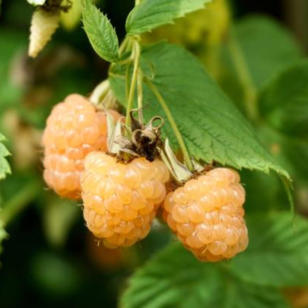 Set of 2 Raspberry Plants Live, Raspberry Bushes, Raspberries Plant, 4 to 6 Inch in Tall for Growing (Fall Gold Raspberry)