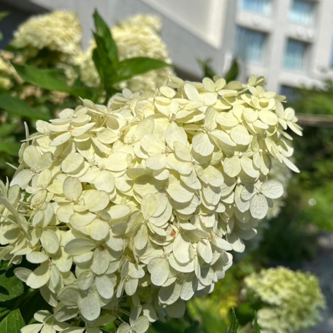 2 Lime Hydrangea Plant Live Rooted Cutting, Hydrangea Tree Live Plant for Planting, 1 to 2 Feet Tall