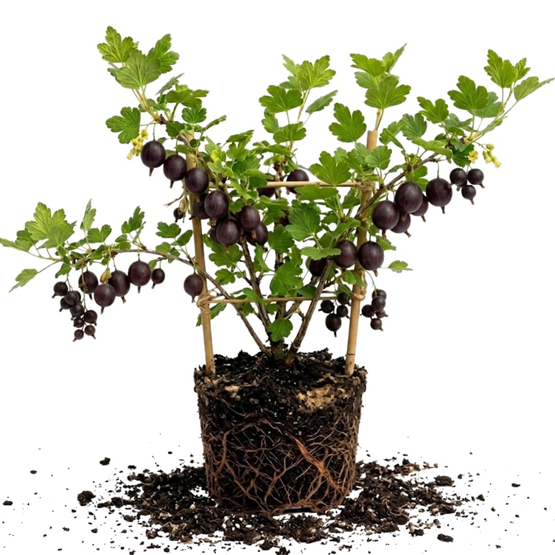 Black Gooseberry Bush Live Plant, 5-7 Inch Tall