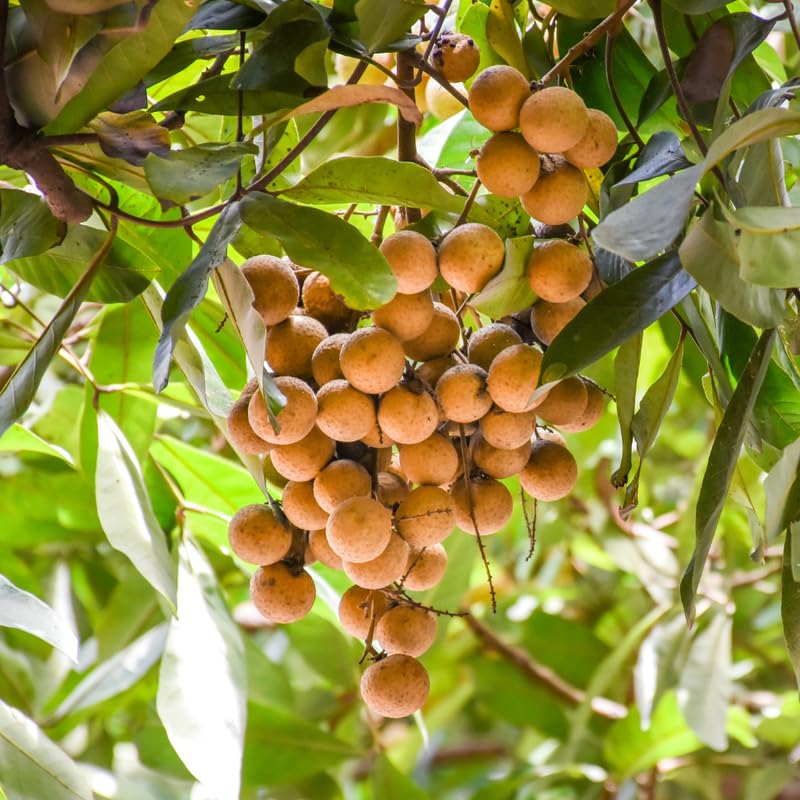 Longan Tree Live Plant, 2 to 3 Feet in Height, Sweet Longan Fruit Plant for Planting Outdoor