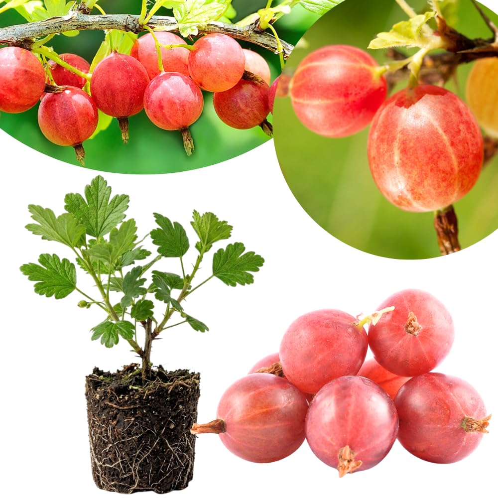 Red Gooseberry Plant Live, Gooseberry Bush, 4-6 Inch Tall