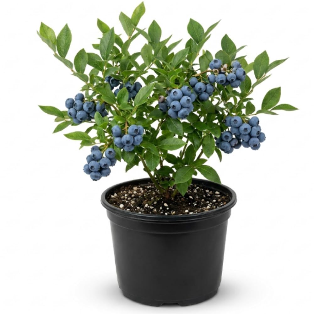 Sweet Blueberry Tree Live Plant in 1 Gallon Pot, 1-2 Ft Tall Blueberry Bush, Berry Fruit Plant for Outdoor Garden, No Ship to CA