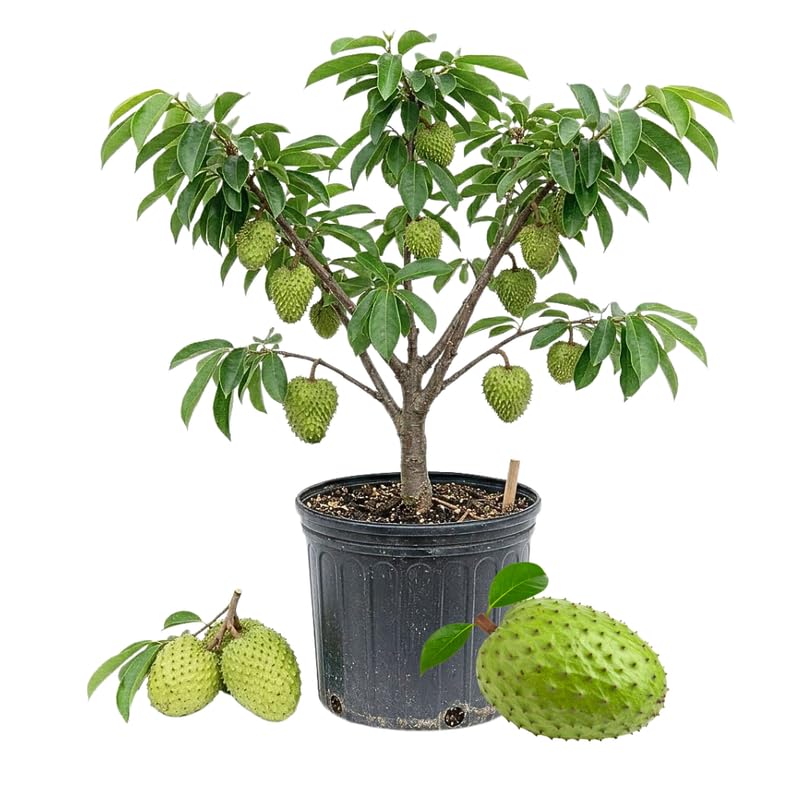 Soursop Tree, Soursop Live Plant, Sweet Fruit Tree Live Plant, 24 to 30 Inches Tall in 1 Gallon Pot for Growing, No Ship to CA