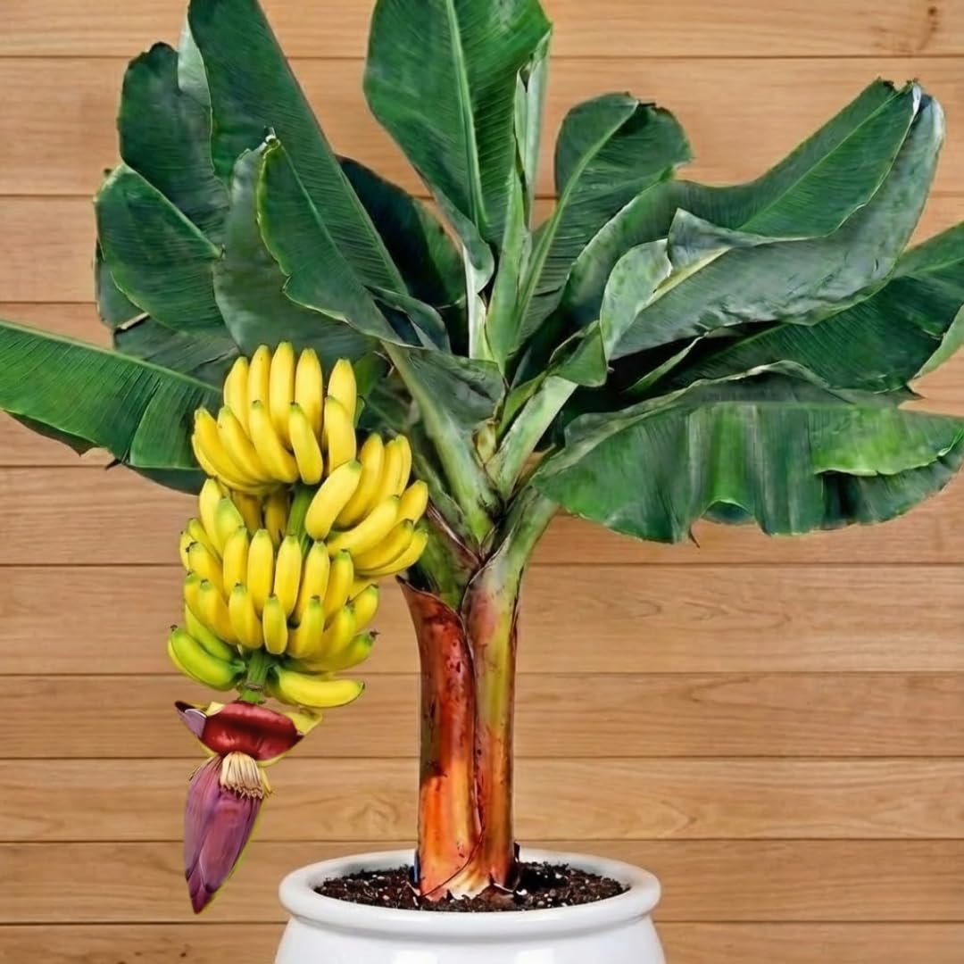 Super Sweet Banana Plant Live for Planting, Banana Trees Live Plants for Outdoor Indoor Planting, Cold Hardy, 4-7" in Tall, No Pot, Musa Plant