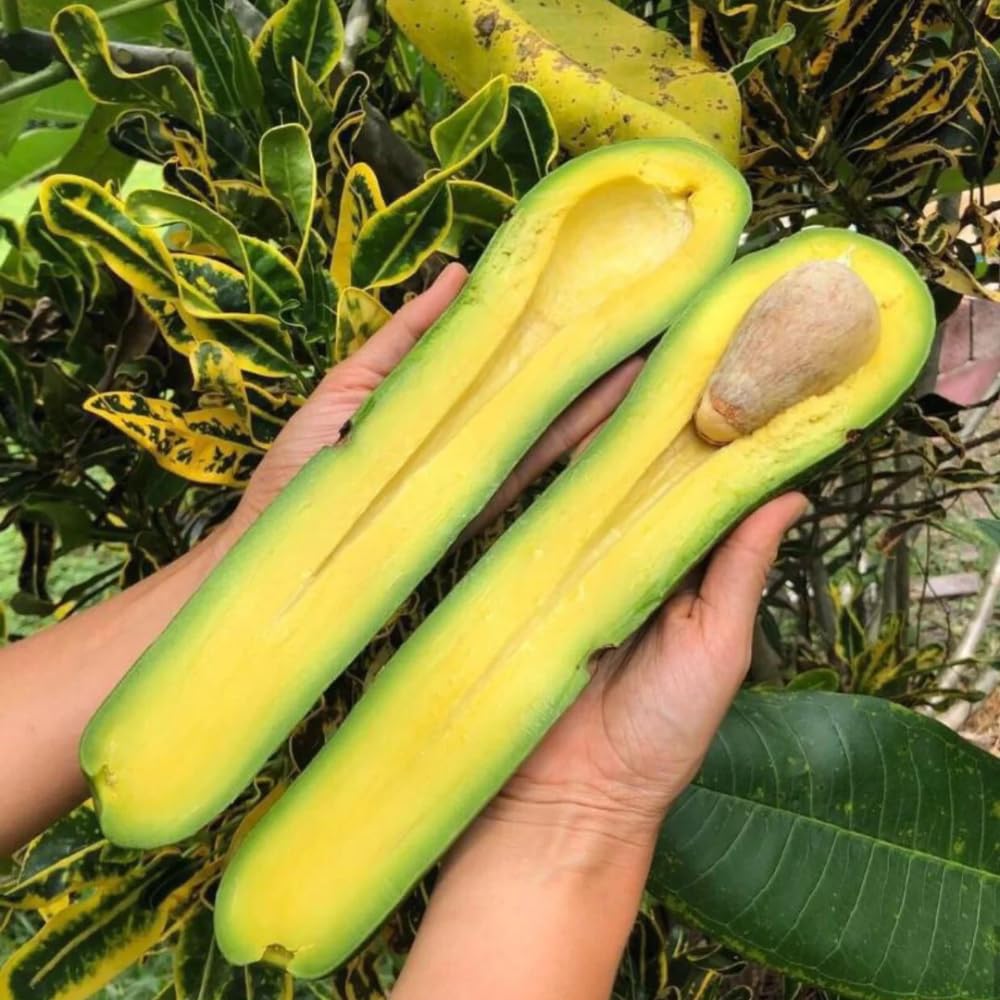 Avocado Tree Live Plant, Long Avocado Plants Live in 3 Gallon Pot, Creamy Avocado Trees Live Plants Bearing Fruit Tree for Edible Gardening
