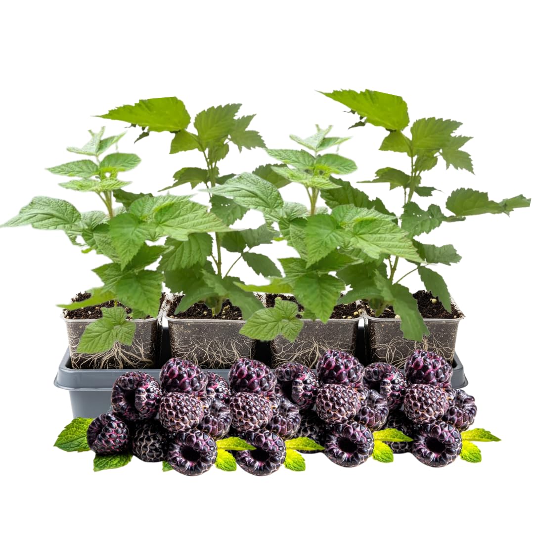 4 Glencoe Thornless Raspberry Plants Live, 5-9 Inch Tall, Raspberry Fruit Trees for Outdoor Growing, Raspberry Seedling