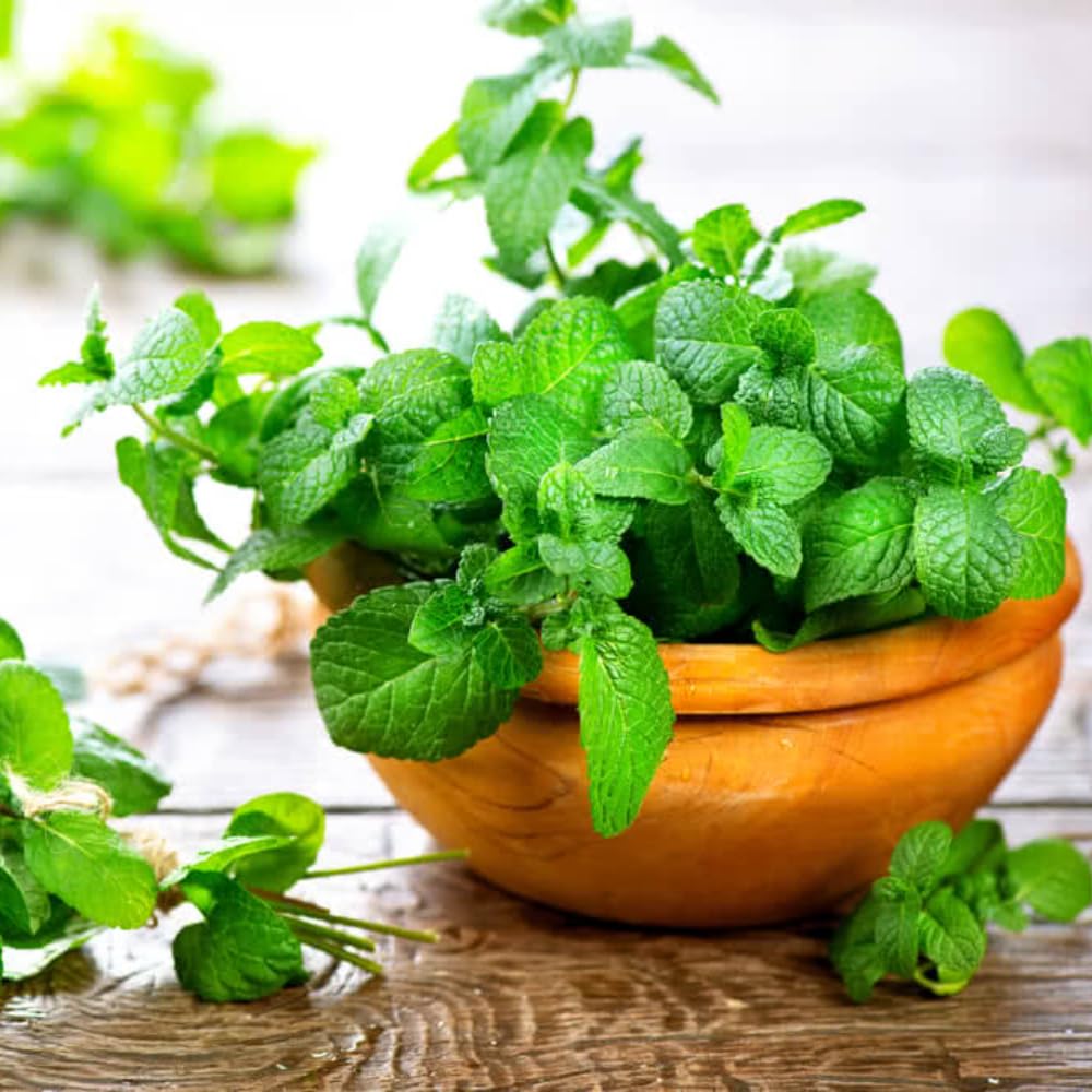 Set 4 Peppermint Plants Live, 4-6 Inches Tall, Culinary Herb for Indoor or Outdoor Planting