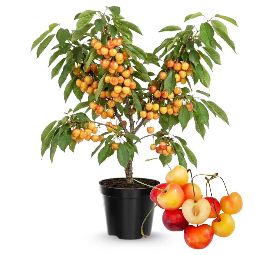 Cherry Tree Live Plant 3–4 Feet Tall in 3 Gallon Pot, Sweet Cherries Fruit Tree for Outdoor Growing, Cold Hardy Garden Tree, Ready to Plant, No CA (Rainier Cherry)