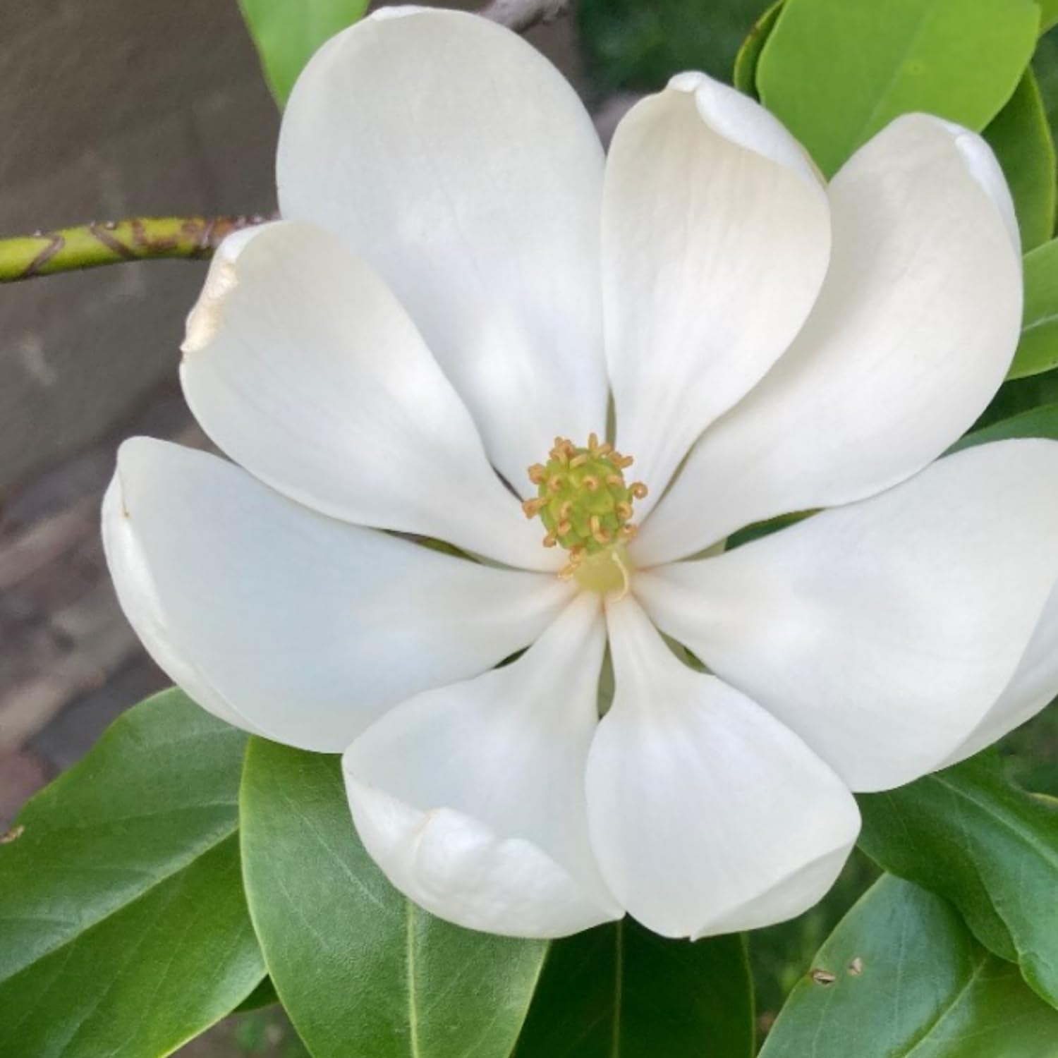 Sweetbay Magnolia Plant Live, White Magnolia Flowers Bush, 2-3 Feet Tall in 3 Gal, Ready to Grow, No Ship to CA