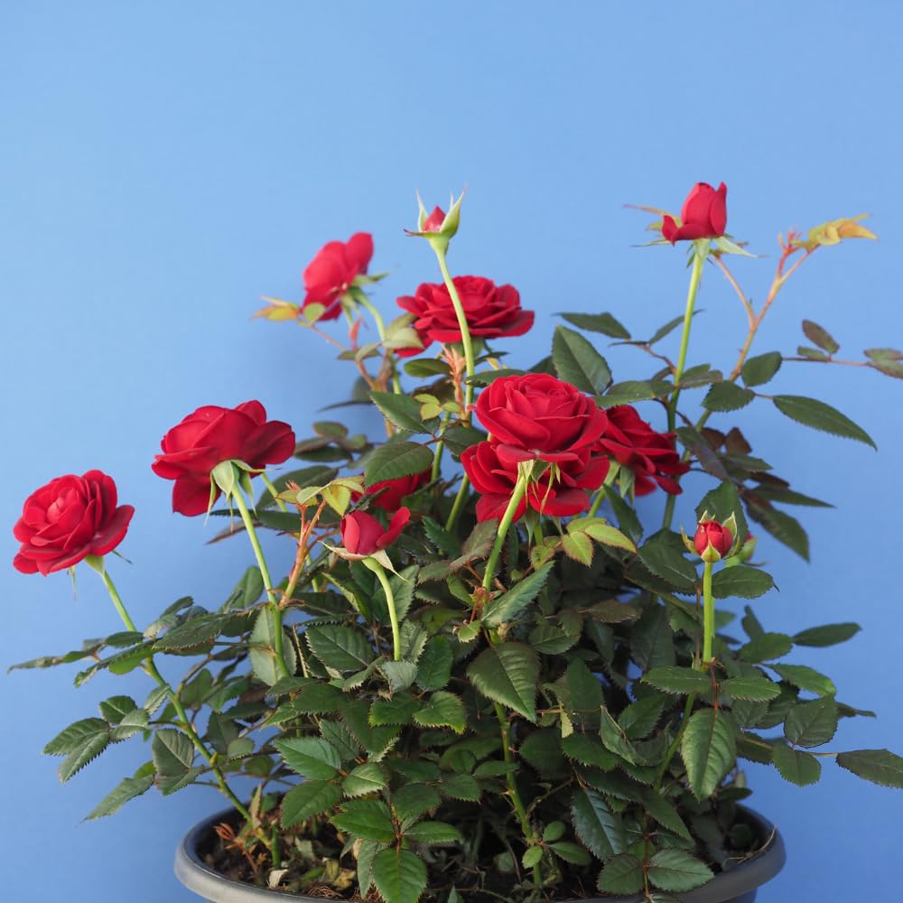 Rose Plant Live, Red Rosa Live Plant, Fragrant Red Flower, 2-3 Feet Tall for Growing