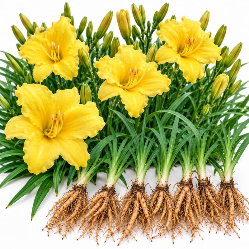 6 Yellow Daylily Live Plants, Perennial Lily Flowers