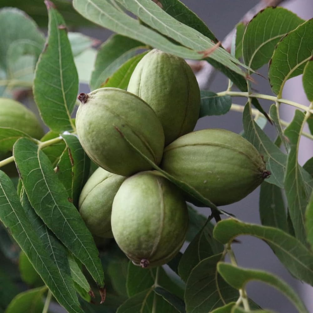 Pecan Tree Plant Live 1.5-2.5 Feet Tall, 2 Year-Olds Pecan Nut Tree Fully Rooted, Outdoor Planting