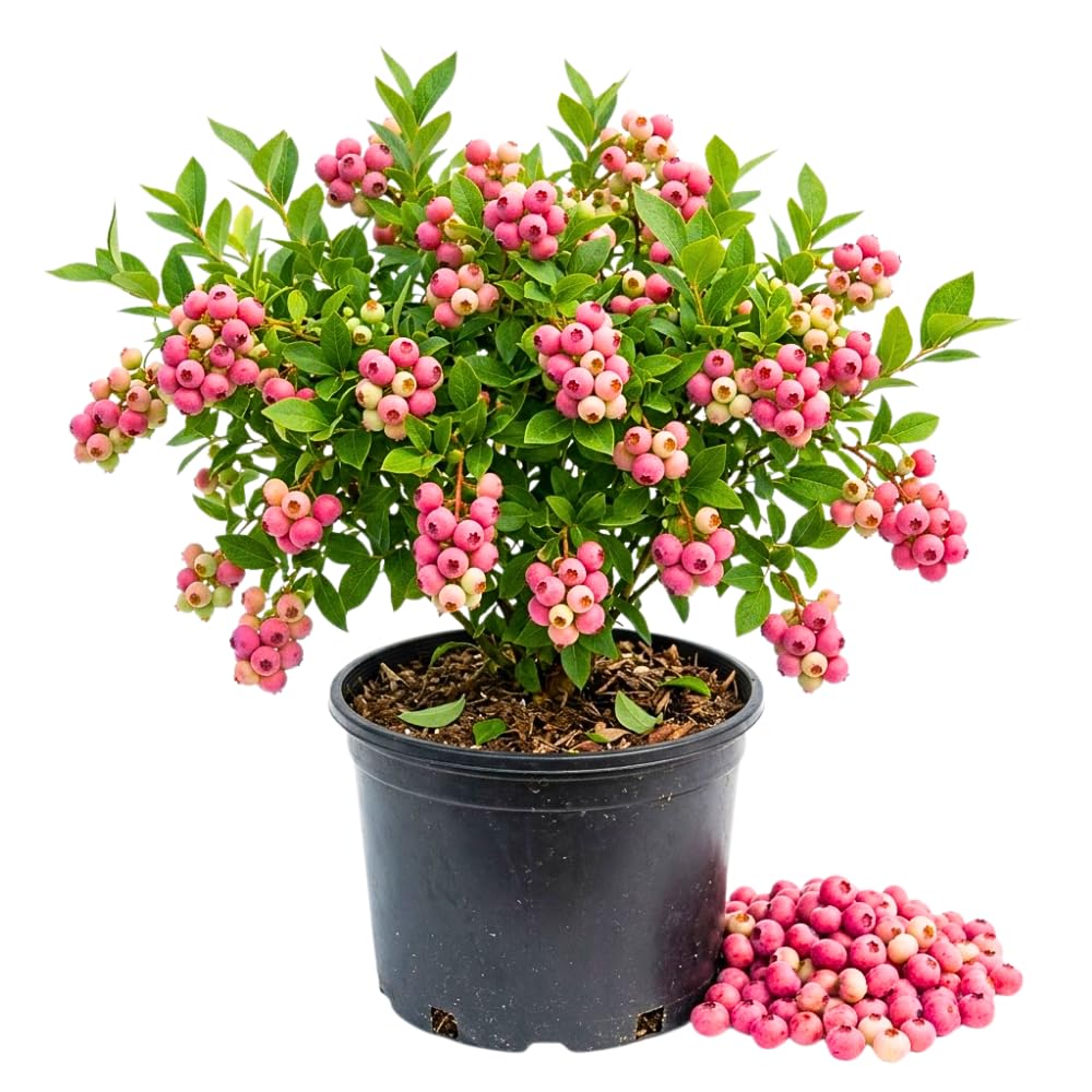Pink Lemonade Blueberry Live Plant, 1' Tall in 1 Gallon Pot, Pink Fruit Plant, Fully Rooted Blueberry Bush, Sweet Edible Garden Plant, No Ship to CA
