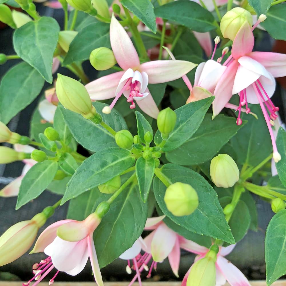 Pink Fuchsia Plant Live, Fuchsia Flower Plant, Indoor Outdoor Garden Planting, 2-4 Inches Tall