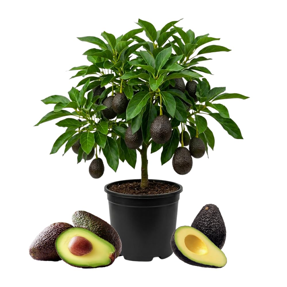 HASS Avocado Tree, Avocado Trees Live Plants, 2 Year Olds Avocado Tree, 3 Gallon Pot, 1-2 Feet Tall, Sweet Tropical Fruit for Planting, No Ship to CA