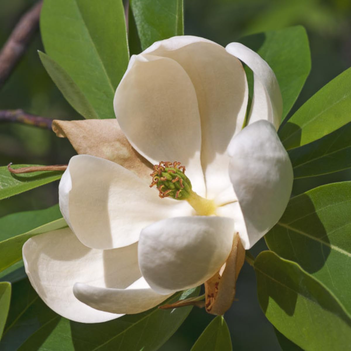 Sweetbay Magnolia Tree, 6-12 Inch Magnolia Trees Live Plants for Planting Outdoor, 4 Inch Pot Fragrant White Flowers Plant, Dormant in Winter