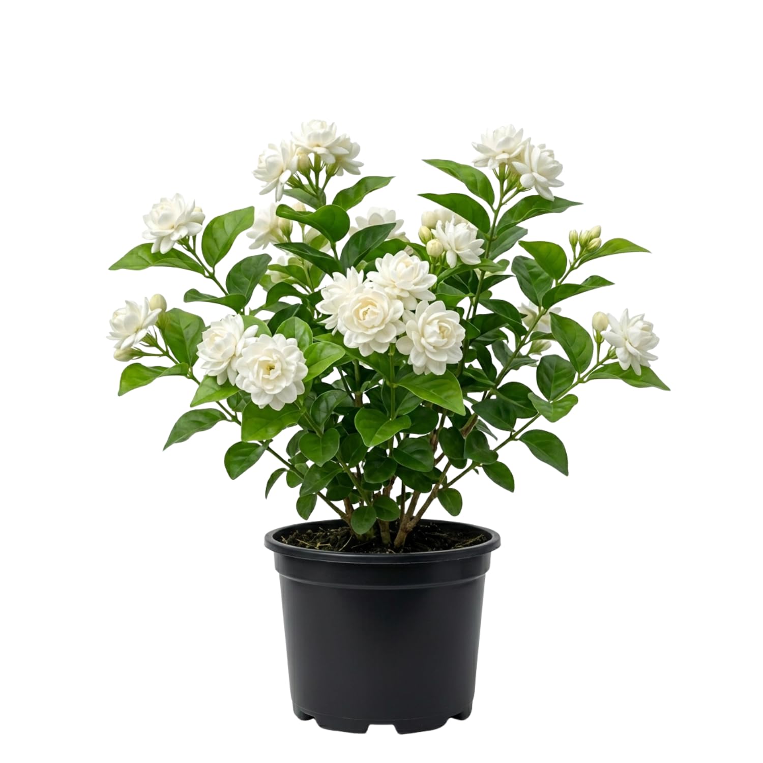 Live Duke Jasmine Vine Plant, Fragrant White Flowers, 2–3 Ft Height, 3 Gallon Pot, Outdoor Climbing Plant, No Ship to CA