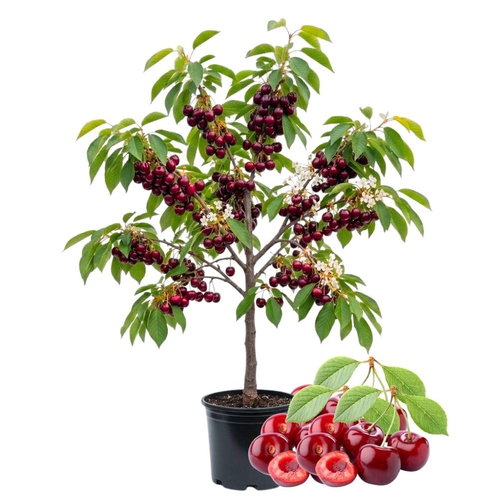 Bright Red Cherry Trees Live Plants 3-4 Feet Tall, Sweet Cherry Fruit Plants Live 3 Gallon Pot, Hardy Fruit Trees for Planting, No Ship to CA