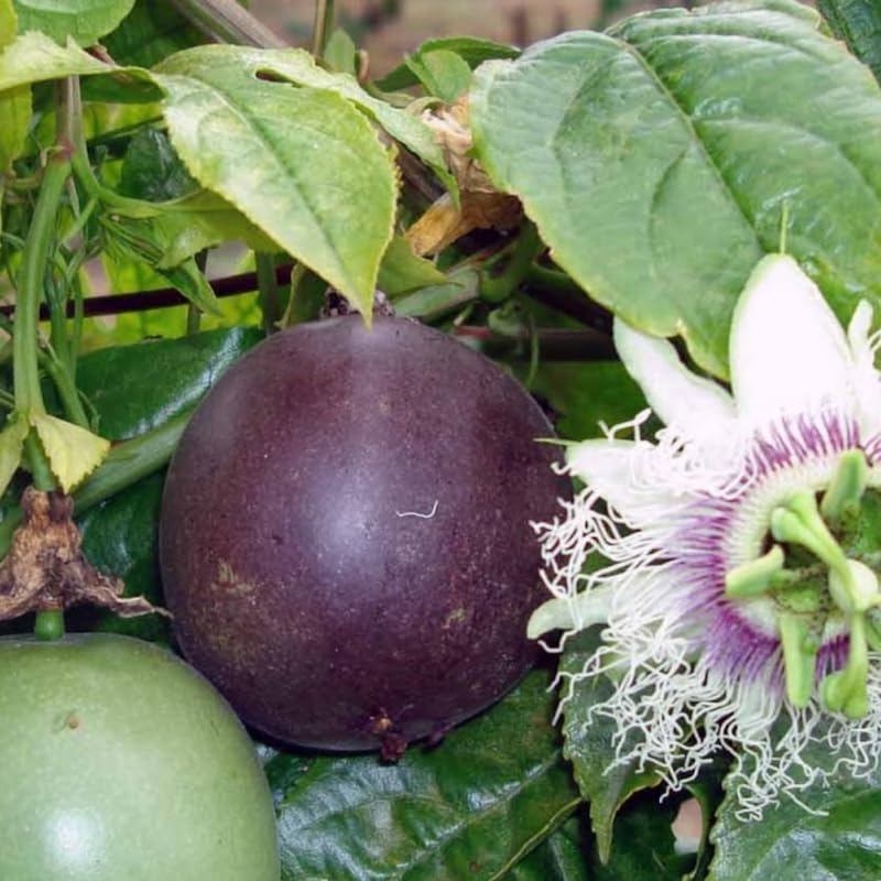 Purple Passion Fruit Tree Live Plant, Passion Fruit Vine Plant, Passionfruit Live Plant, 3 to 5 Inches Tall, Grow The Patio and Garden