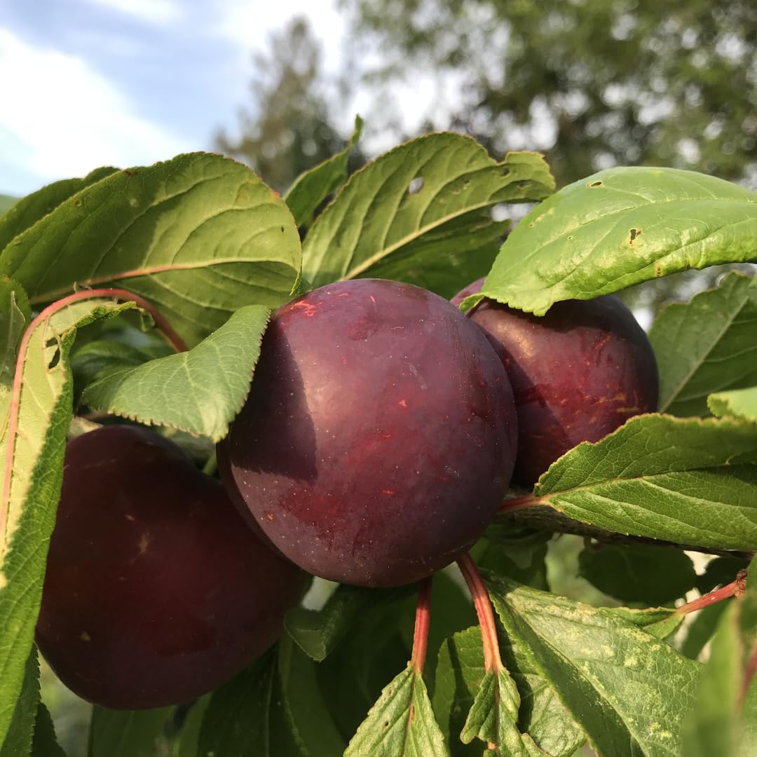 Grafted Plum Tree Live Plant Ready to Bear Fruit, 2-3 Ft Tall in 3 Gallon Pot, No CA, Spring Planting, Fast-Growing and High Yielding (Methley)