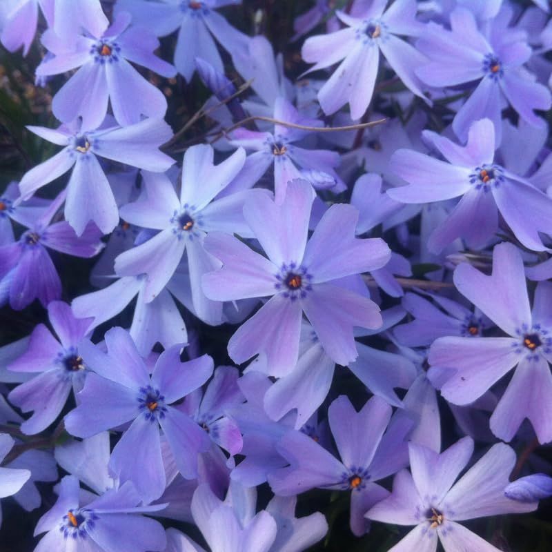 YOKEBOM Set 2 Blue Creeping Phlox Plants, Hardy Perennial Phlox Flowers, Vibrant Ground Cover for Garden and Landscape, Ready to Grow Plugs 3-5 Inches