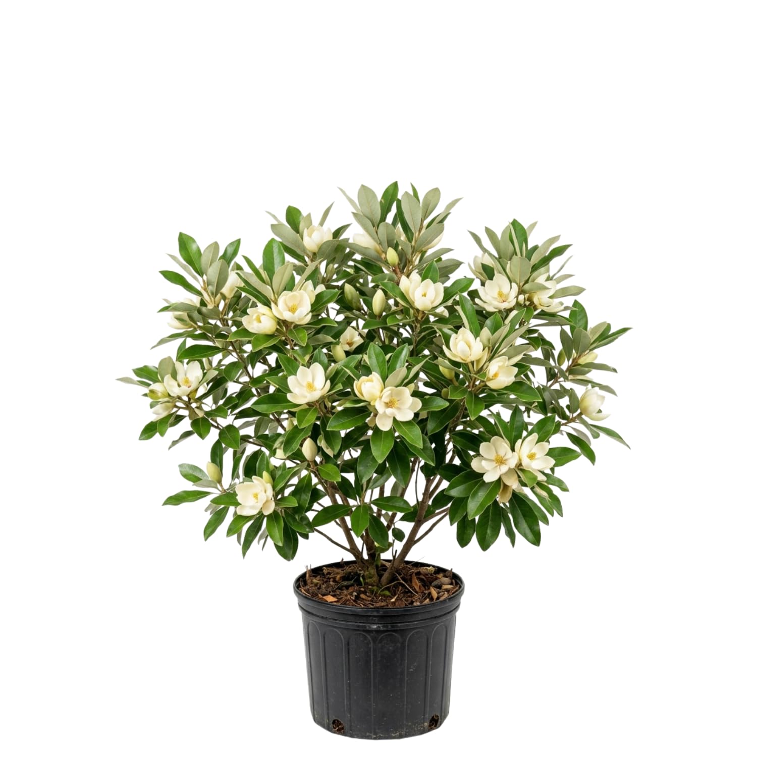 Sweetbay Magnolia Tree Live Plant, Fragrant Perennial Ornamental Plants in 3 Gal Pot, 2-3 Ft Tall, Outdoor Planting, No Ship to CA