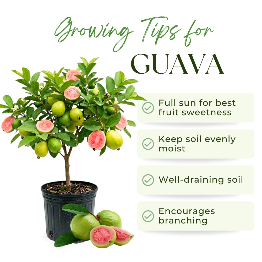 Pink Guava Tree Live Plant, Guava Plants Live for Planting, 3 Gallon Pot, 2-3 Feet Tall, Sweet Tropical Fruit Tree for Patio, Backyard and Outdoor Garden, No Ship to CA