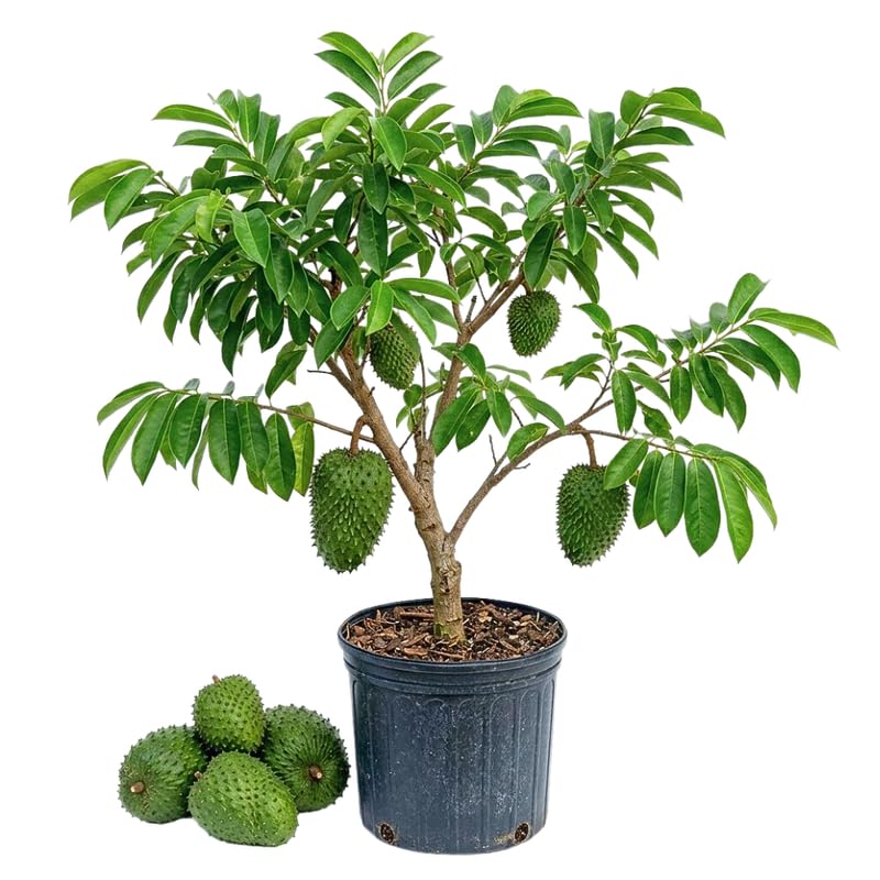 Soursop Tree Live Plant for Planting, Soursop Live Plant, 24-30 Inches Tall in 1 Gallon Pot, No Ship to CA