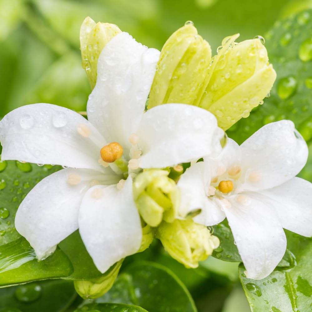 Orange Jasmine Plant Live, 2 Year Old Fragrant Jasmine Flowers, Hardy Tropical Flowering Shrub in 3 Gallon Pot, No Shipping to CA