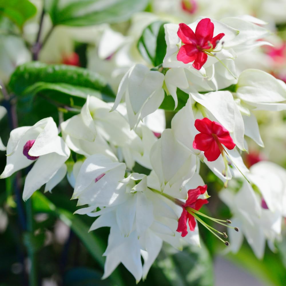 Set 2 Bleeding Heart Live Plants, Perennial Flowering Vine Plants, Fully Rooted 4-6 Inches, Containers and Garden Planting (White Bleeding Heart Vine)