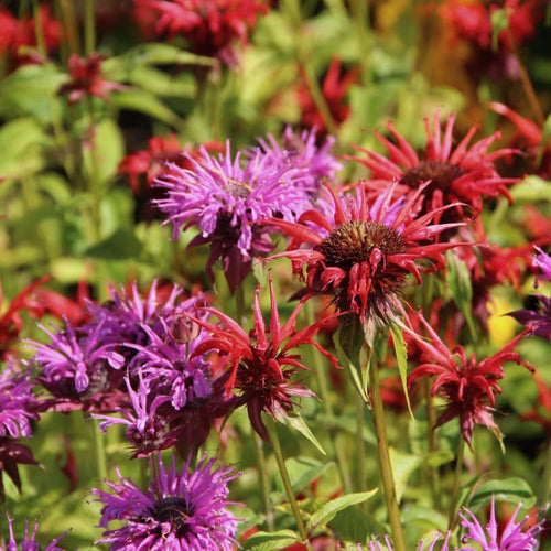 2 Mix Bee Balm Plants Live, Bee Balm Perennial Flowers Well Rooted Plug 3-5" Tall Indoor Outdoor