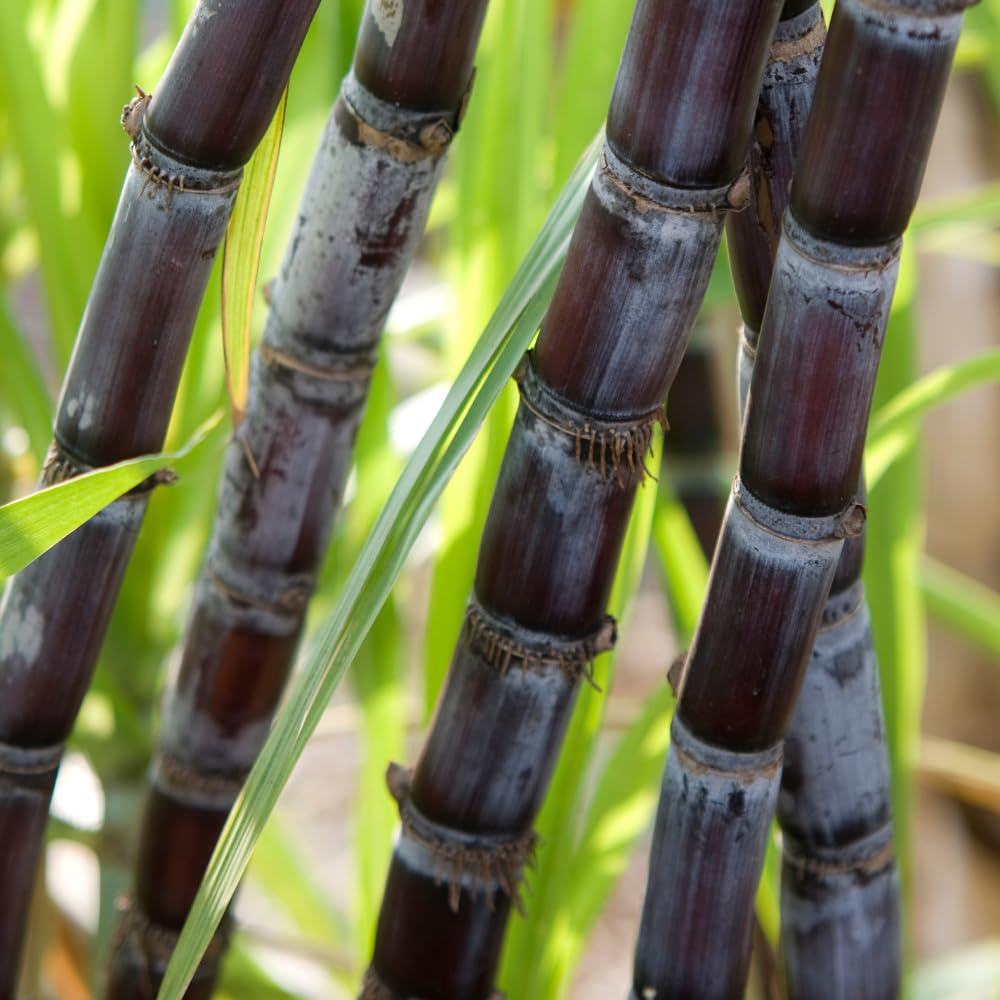 Purple Sugarcane Plant in 6" Pot, 3-4 Sugar Cane Plants Potted, Fast Growing Tropical Starter Plants for Indoor and Outdoor Gardening, No Ship to CA