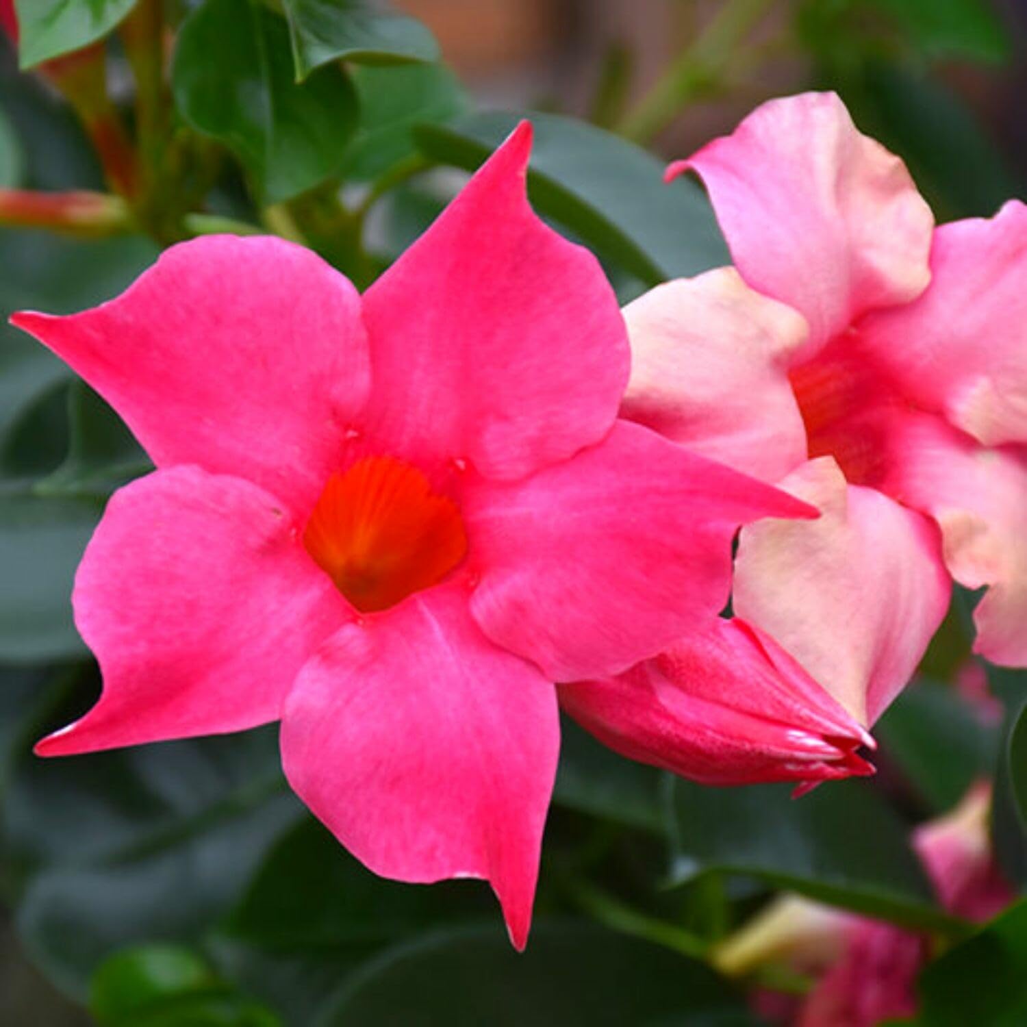 Pink Mandevilla Plants Live, 2 Plant, Mandevilla Vine Plant Growing Indoor and Outdoor from 4 to 6 Inc Tall