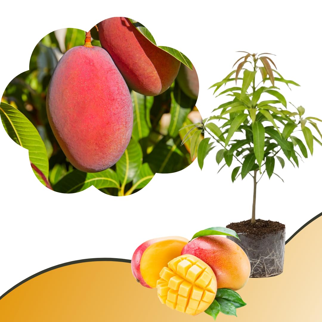 Mango Tree Live Plant, Sweet Mango Plant, Tropical Fruit Tree in 3 Gallon Pot for Outdoor Planting (Ken Mango)