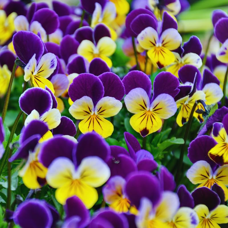 Pansy Plant Live, Flowering Pansies Live, 3 to 5 Inches Tall, Perennial Flower Plant Garden