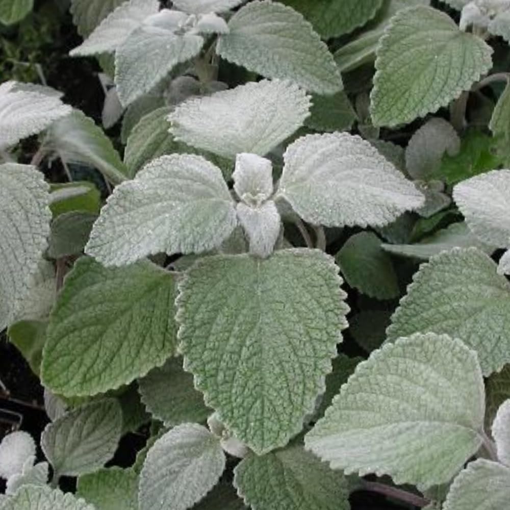 Set 2 Swedish Ivy Plant Live, Silver Swedish Ivy Plants Live House Plants, Seedlings from 2 to 4 Inches Tall, 2 Inches Pot