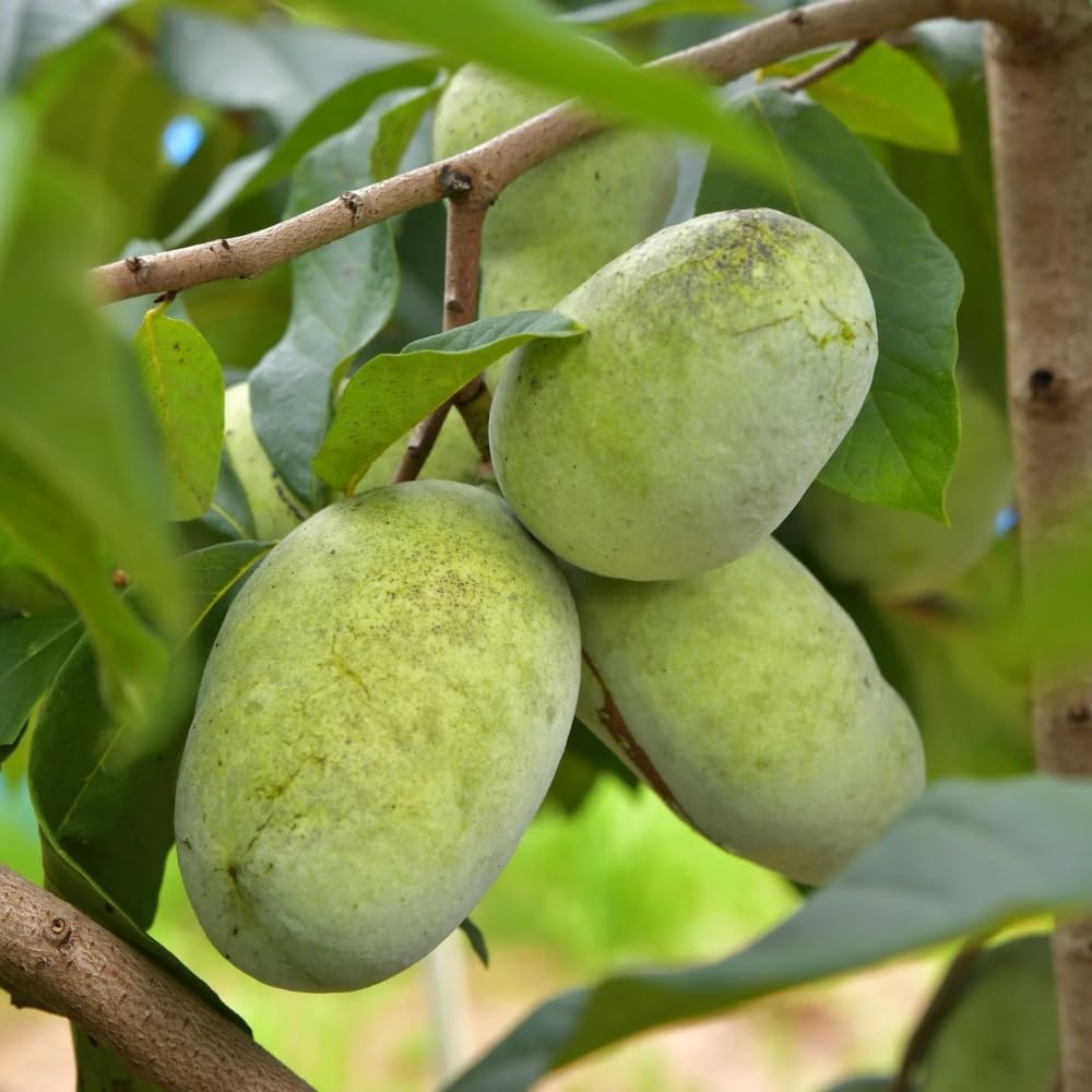 Live Pawpaw Tree for Planting, Sweet Paw Paw Tree Plant Well Rooted 6-10 Inches, Cold Hardy Fruit Tree for Home Garden