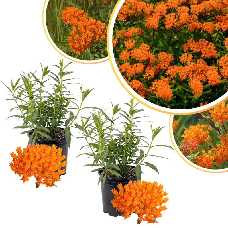 2 Orange Milkweed Plants Live for Spring Planting, Butterfly Mikweed 4-8" in Tall, Asclepias Tuberosa Plants Bush for Perennial Flowers Outdoor Growing