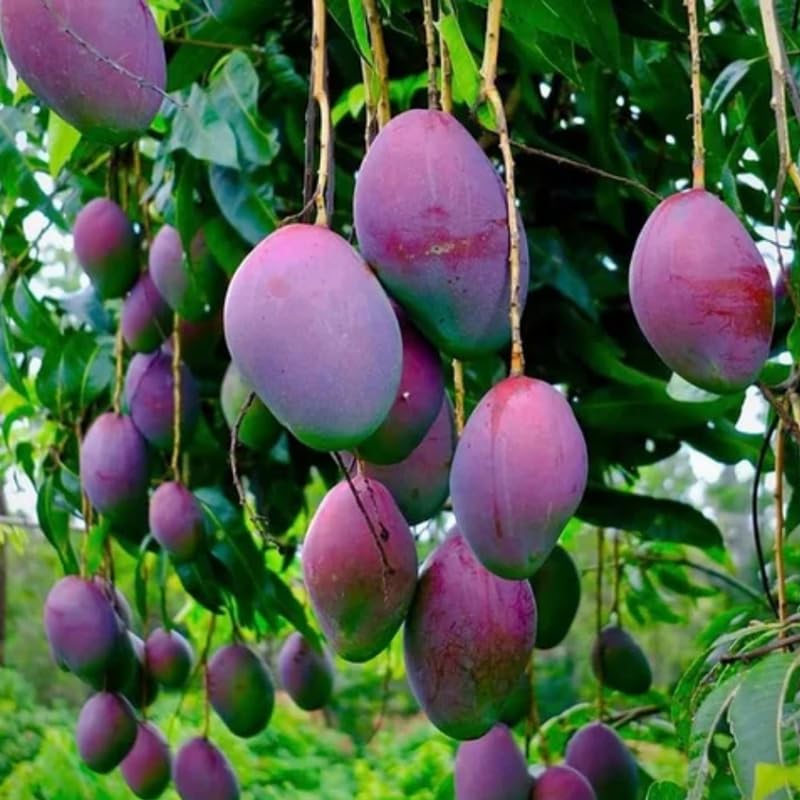 Red Mango Tree Live Plant, Fully Rooted in 3 Gallon Pot, Tropical Mango Fruit Tree for Indoor or Outdoor Growing