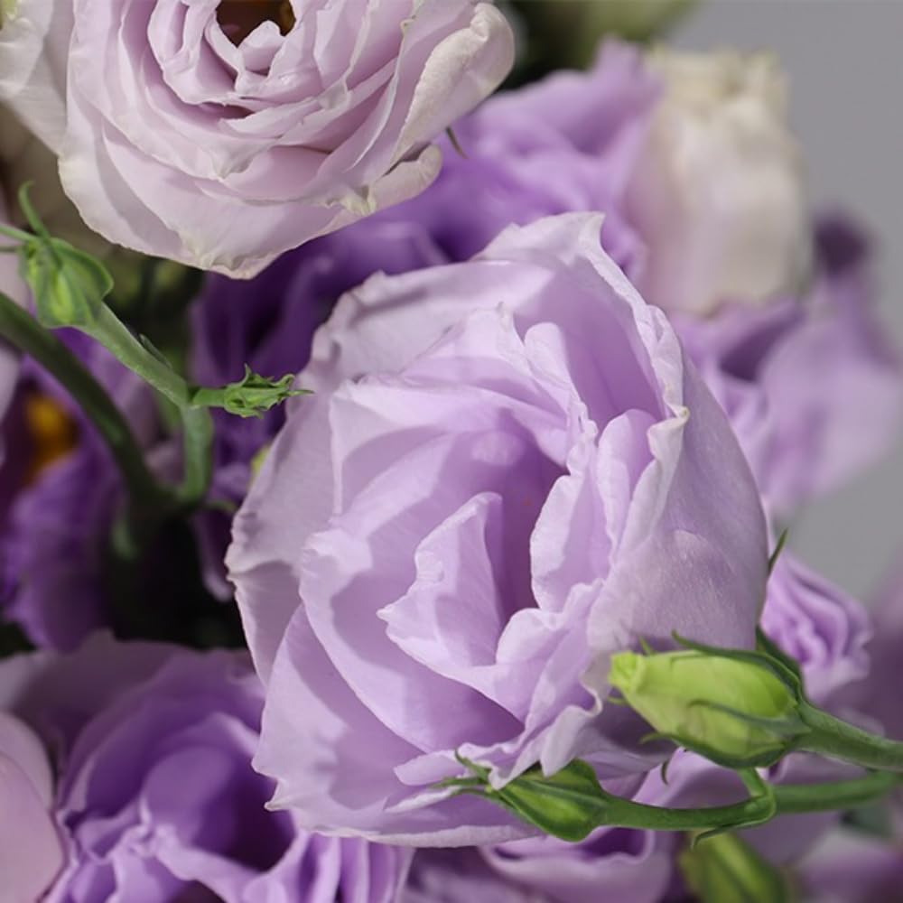 2 Eustoma Lisianthus Live Plants, Lisianthus Flowers Seedlings, 2-3 Inch Tall Well-Rooted Plug, Lisianthus Plants (Lilac Lisianthus)